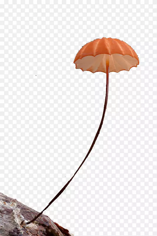 雨伞植物