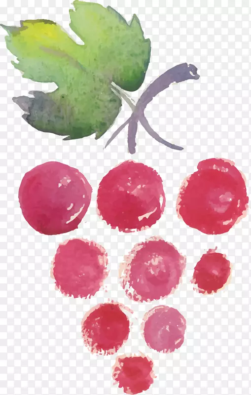 酒单水彩画素描葡萄