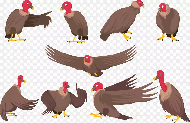 鸟类普通鸵鸟插图.手绘鸵鸟