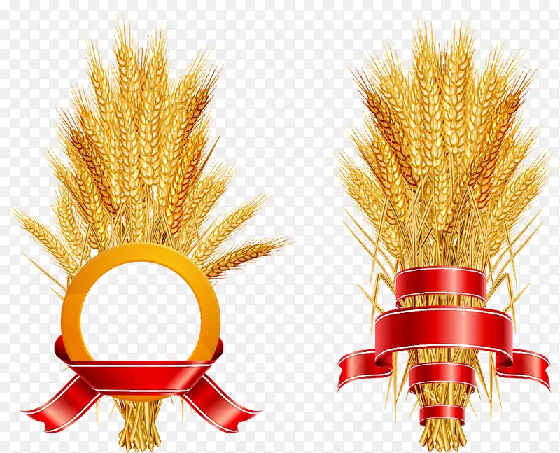 普通小麦标志穗稻
