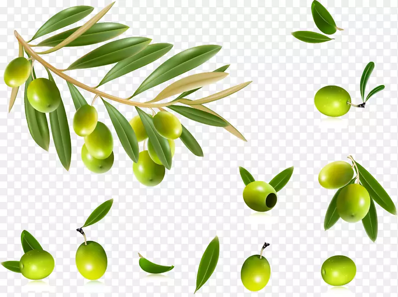 橄榄油橄榄叶夹艺术-橄榄