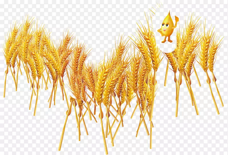 普通小麦食品谷物-小麦向导