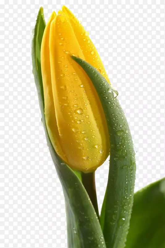 斯卡吉特山谷郁金香节英迪拉甘地纪念郁金香花园花一朵鲜亮的黄色郁金香