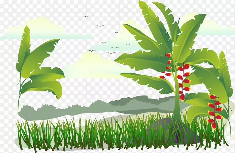 香蕉插图-岛屿树