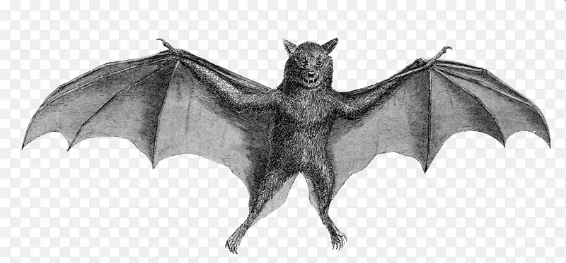 普通吸血蝙蝠插图-蝙蝠声波检测