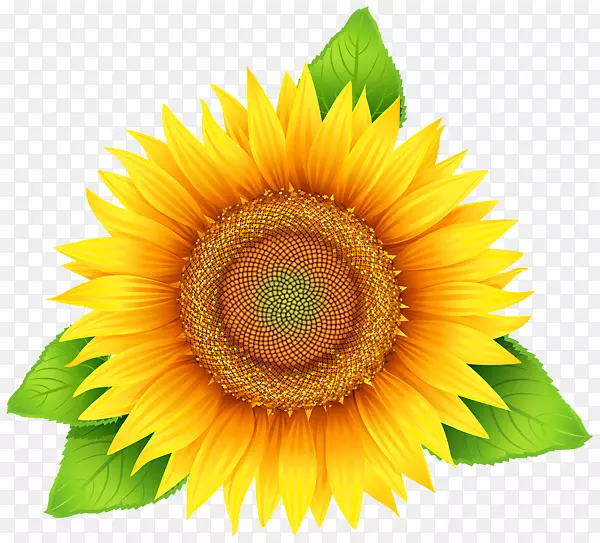 向日葵可伸缩图形剪辑艺术向日葵黄花
