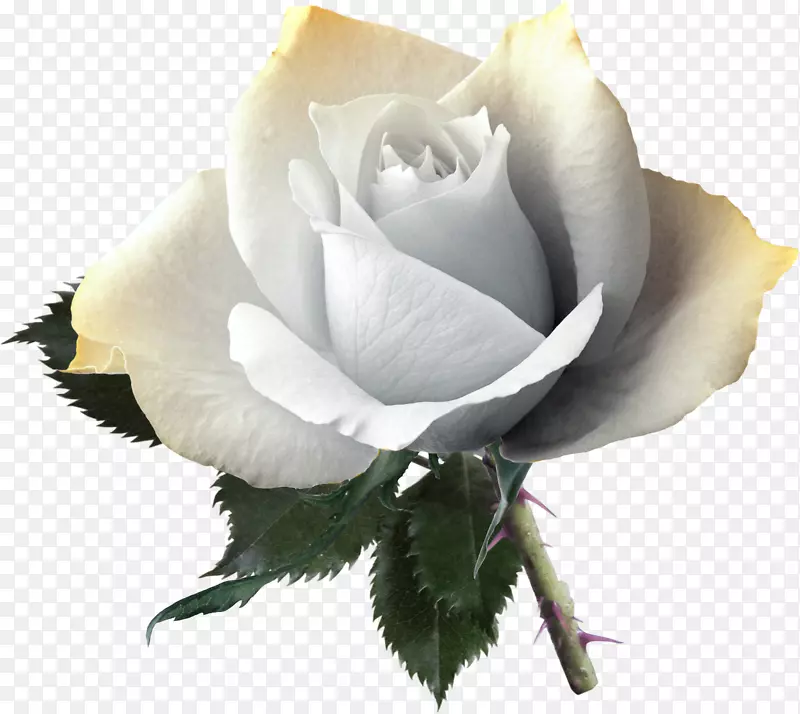 玫瑰花黄色粉红色-白色玫瑰图片