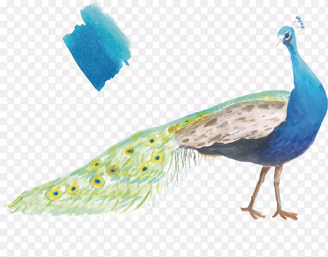 孔雀礼品贺卡版画插图水彩画孔雀和孔雀蓝