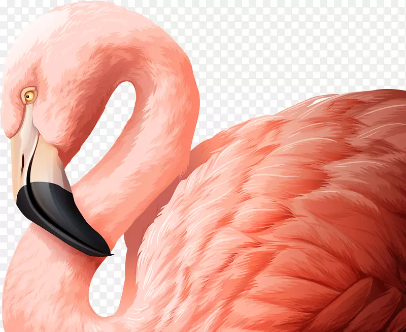火烈鸟免费插图-粉红色天鹅无花果。