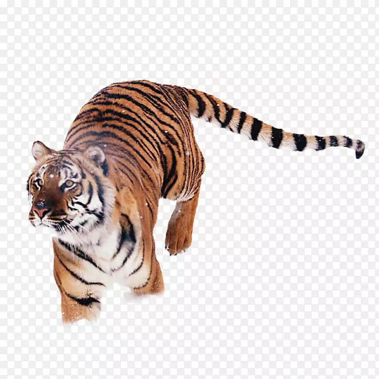 西伯利亚虎公园猎豹动物老虎