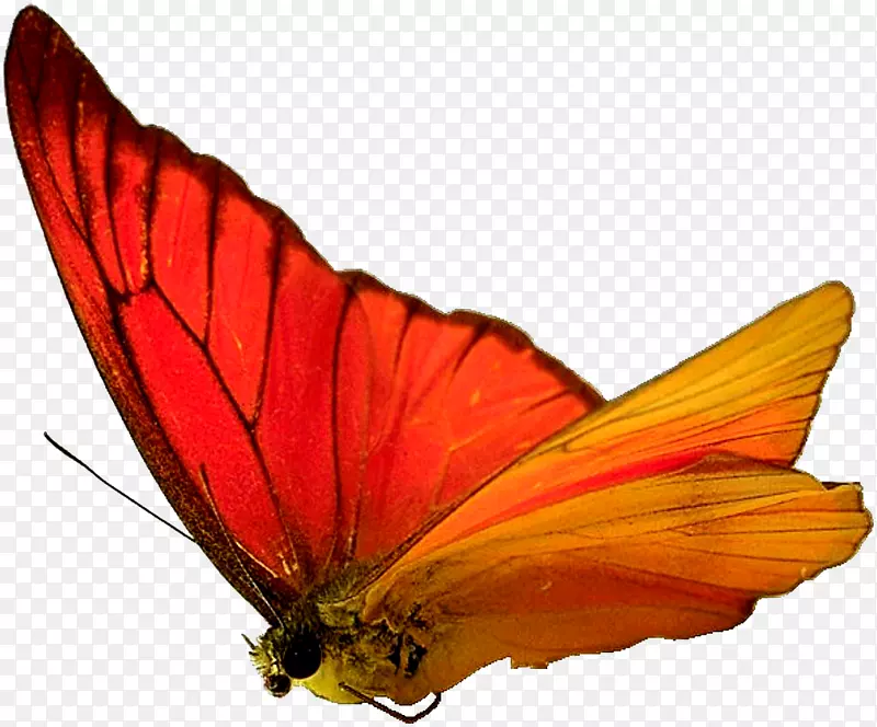蝴蝶虫蛾壁纸-蝴蝶昆虫标本
