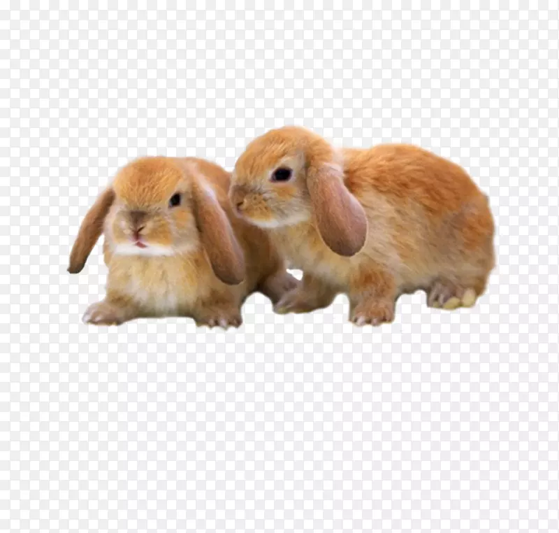 迷你野兔-可爱的棕色兔子
