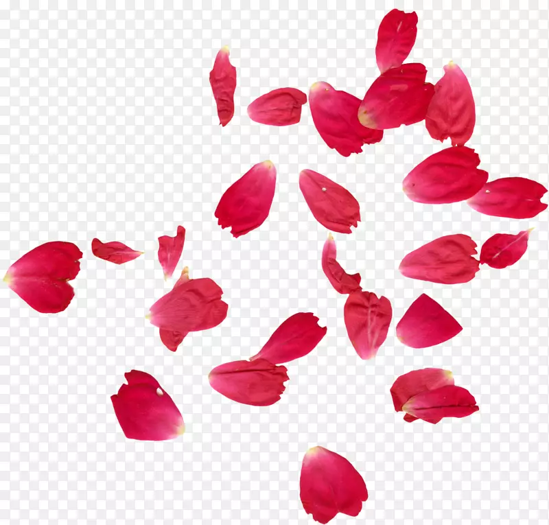 法里达巴德花瓣，玫瑰花，指甲花，掉落的玫瑰花瓣