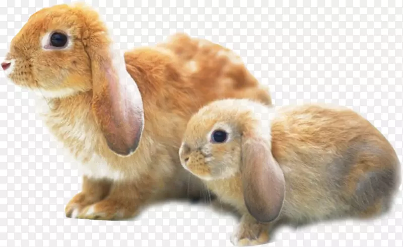 荷兰洛普安哥拉兔哈莱金兔霸王龙免虐兔子-两只黄色兔子