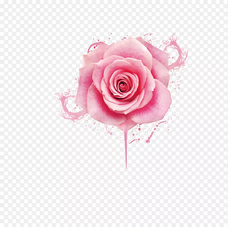 海滩玫瑰粉色指甲油凝胶指甲-美丽的粉红色牡丹花滴