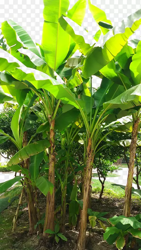 香蕉叶椰子-阳光香蕉叶