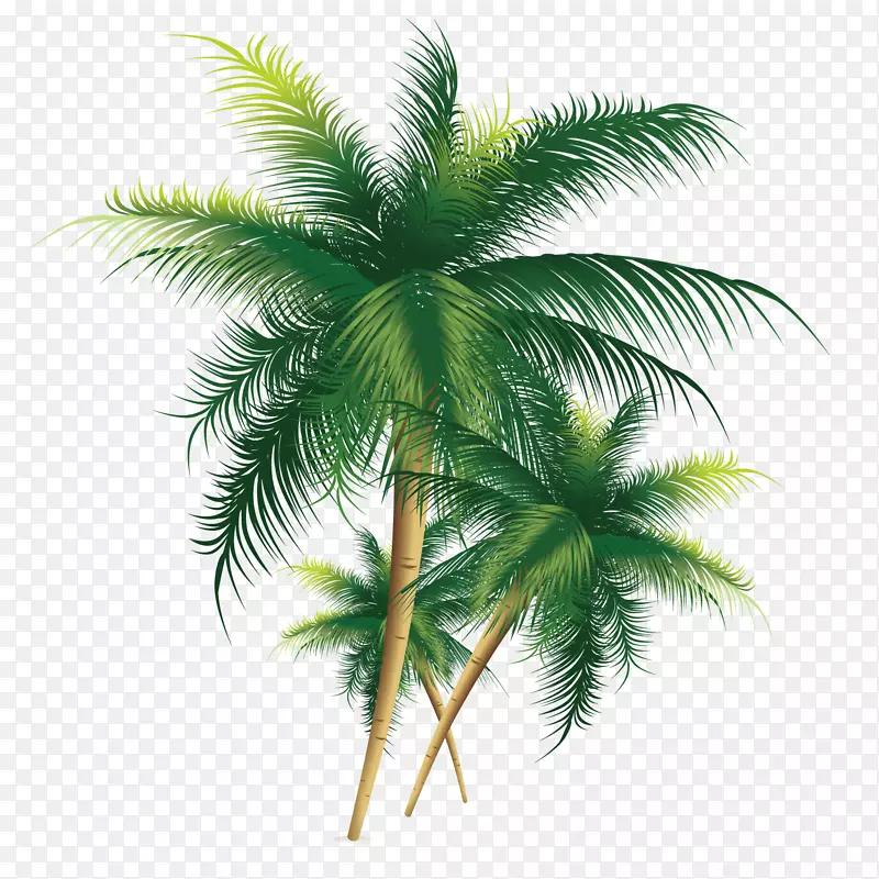 椰子树-精致的椰子树