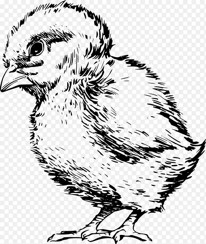 鸡画线艺术剪贴画-小鸡