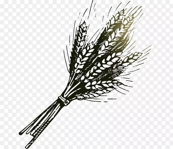 烘焙小麦绘画插图.卡通大麦