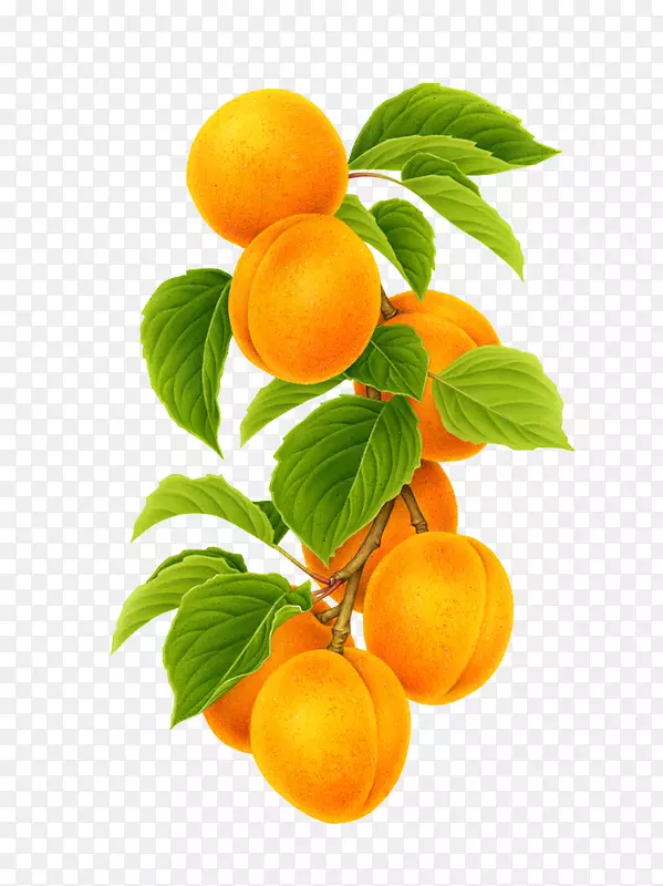 克莱门汀橘子杏果品手绘杏
