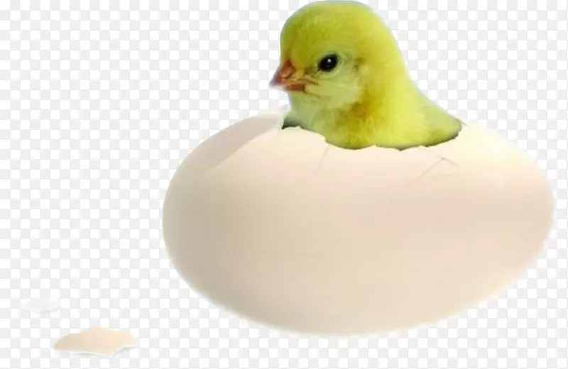 鸡鸭蛋孵化-雏鸡
