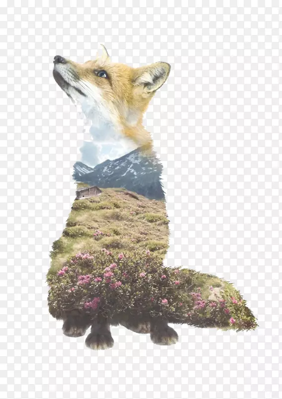 多次曝光肖像摄影动物-野生森林狐狸