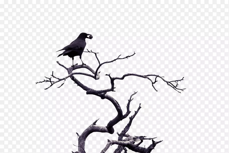 鸟爱像素图-黑鸟