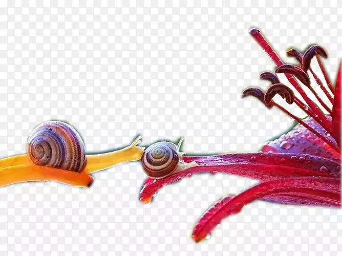 图形设计-花卉蜗牛
