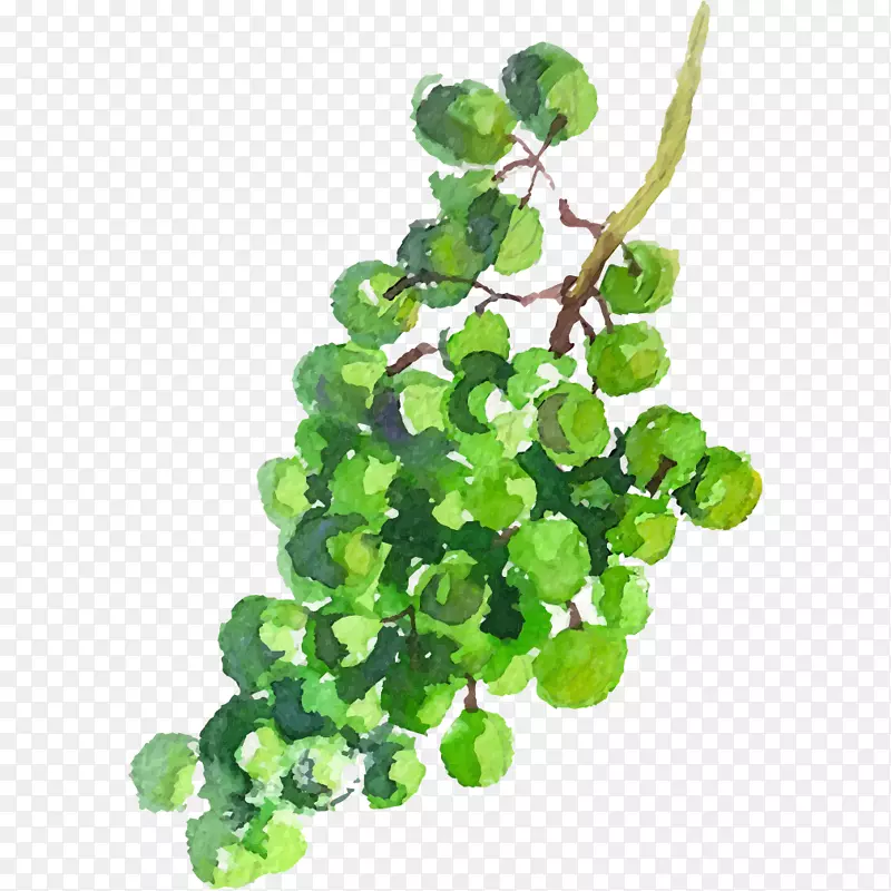 葡萄汁-一串绿葡萄