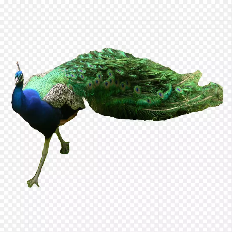 亚洲孔雀绿孔雀-动物孔雀