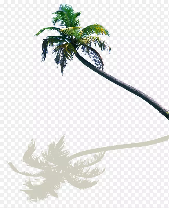 椰子树-椰子树反射装饰图案