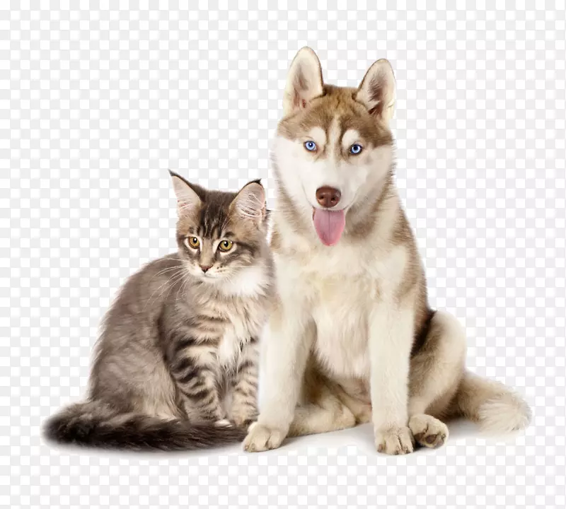 西伯利亚哈士奇缅因州小猫小狗-猫和狗的关系-猫和狗在一起