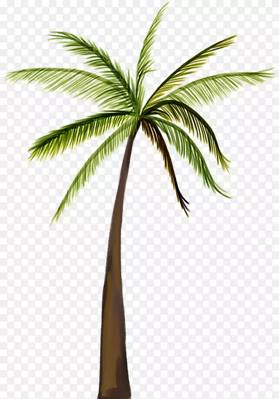 亚洲棕榈椰子树-椰子树