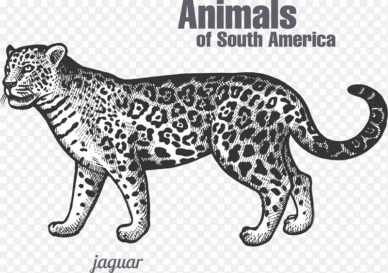美洲豹虎黑豹猫科-南美豹