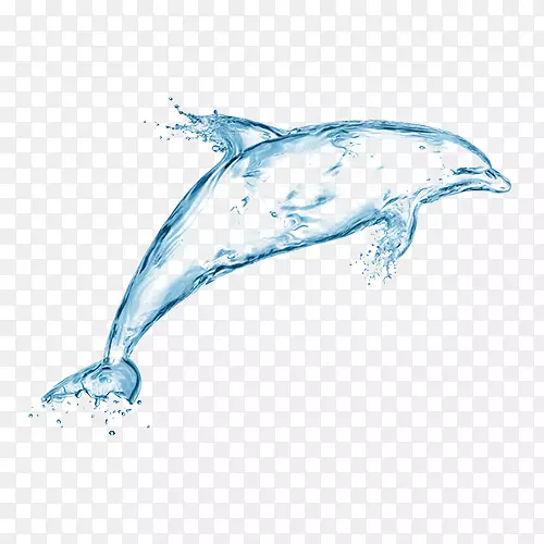海豚摄影免费墙纸海豚水滴