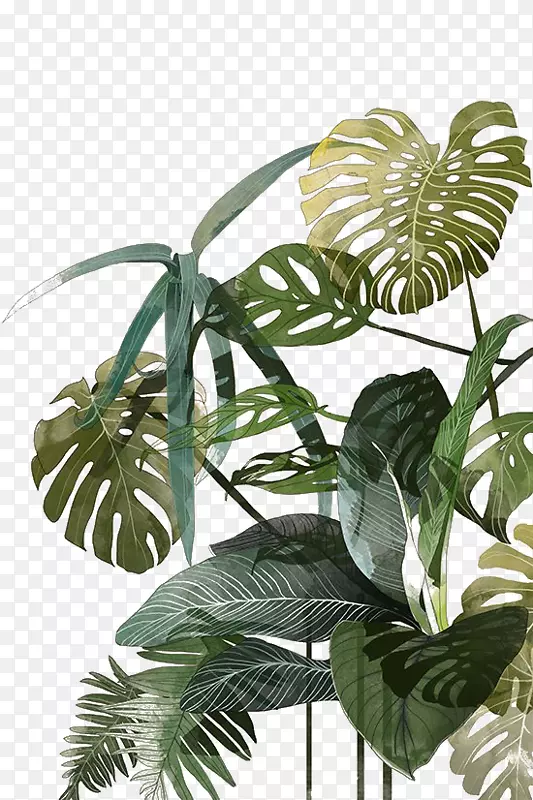 植物插图画水彩画热带插图.棕榈叶