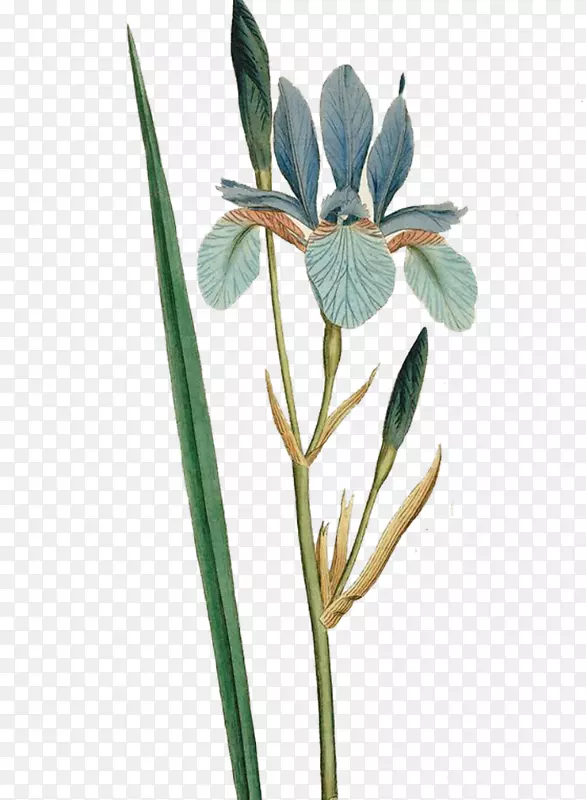 西伯利亚花植物学插图Curtiss植物学杂志-百合花束