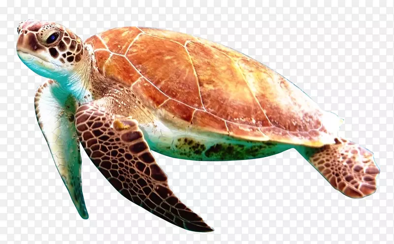 盒龟爬行动物-海龟