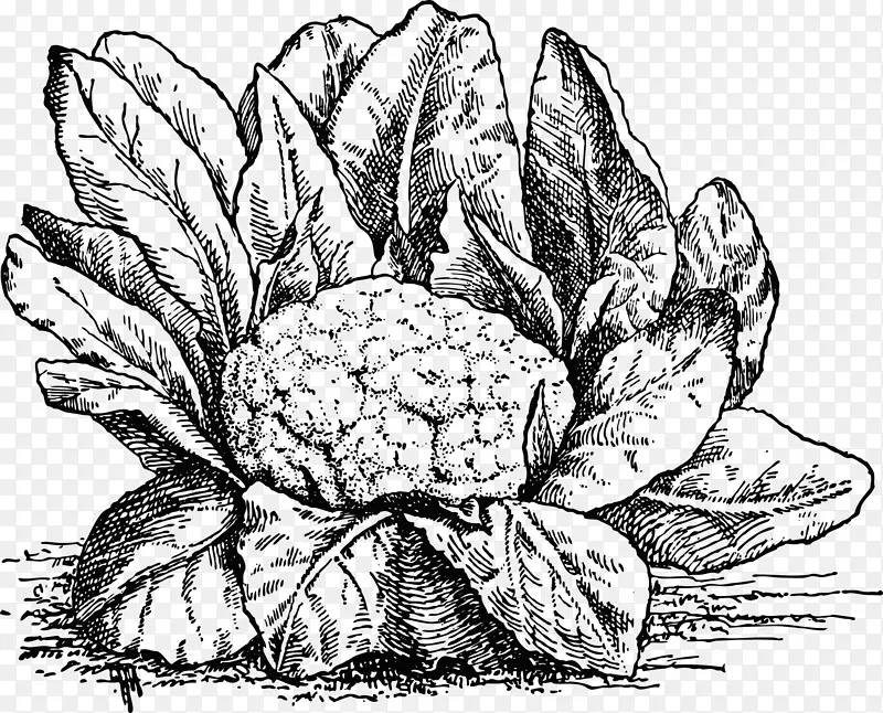 蔬菜绘画食品图解.图花椰菜
