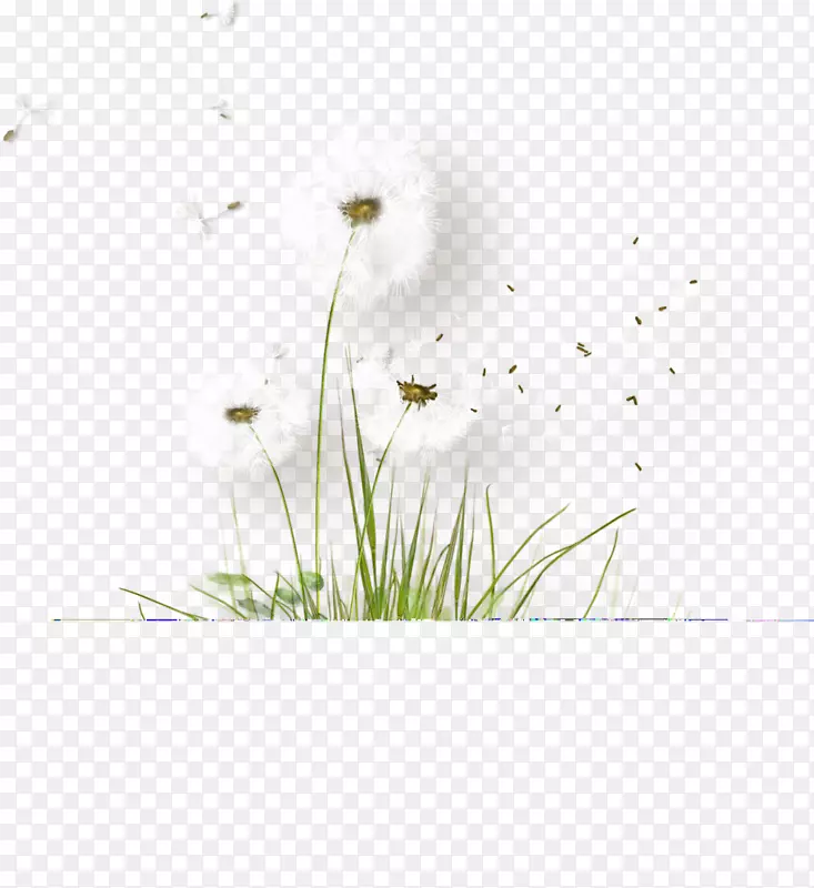 花瓣植物区系图案-白色蒲公英
