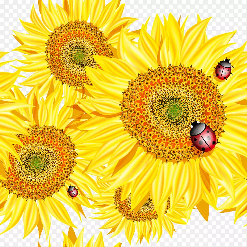 普通向日葵蜜蜂剪贴画-美丽的向日葵与瓢虫设计材料