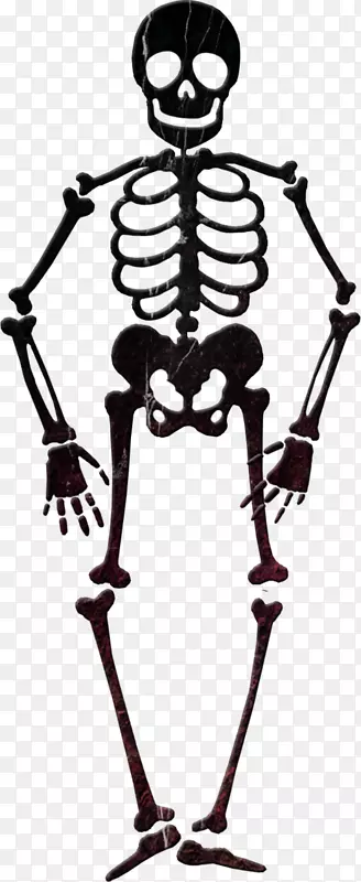 骨骼剪贴画-akimbo的骨骼