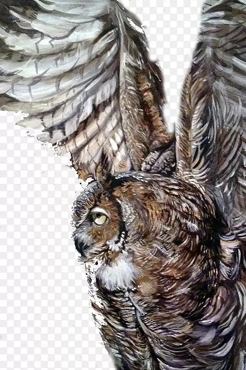 猫头鹰插画-猫头鹰翅膀