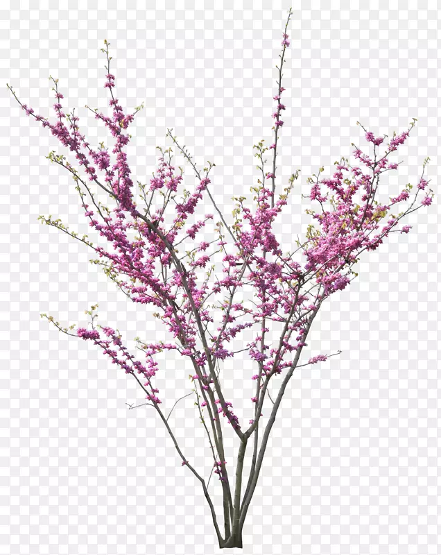 紫荆树-桃花材料