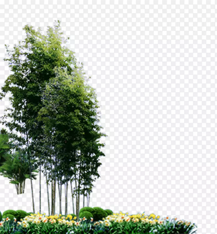 竹林园林植物-竹子