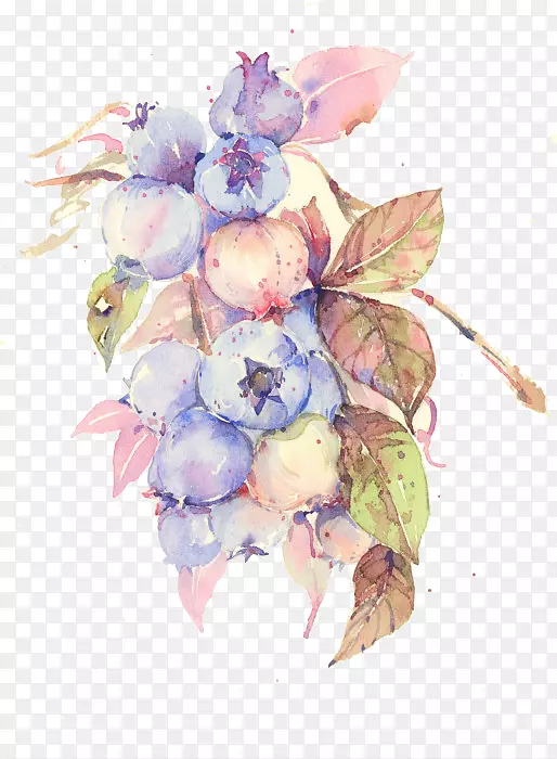 花卉设计水彩画花卉插图蓝莓果