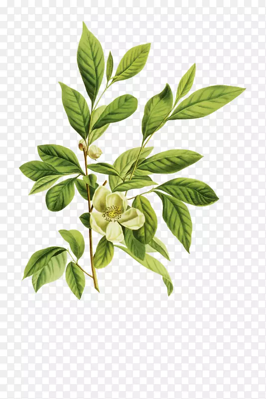 阿拉伯茉莉花模厉华花瓣-卡通创意花绿茶