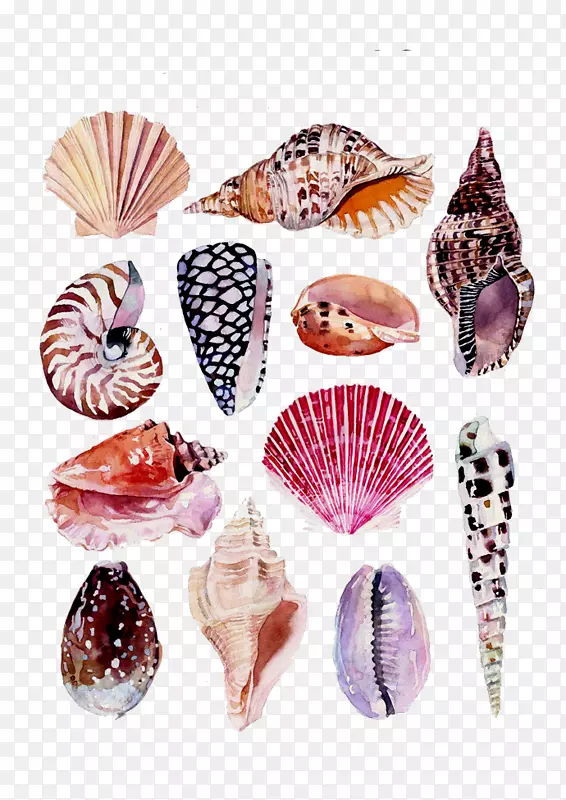 水彩画艺术自然插图海螺贝壳滩