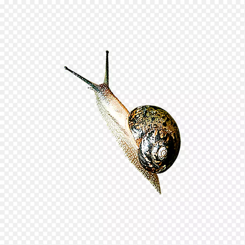 蜗牛正交天鼻涕虫-现实蜗牛