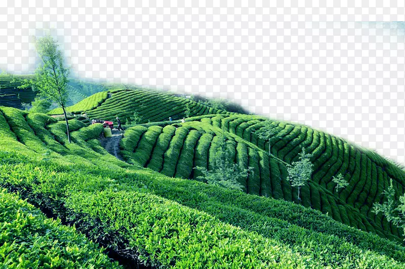 茶园的经典之作-绿茶茶园的边框质感